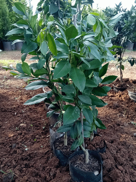 Tüplü Rize(Satsuma) Mandalin Fidanı