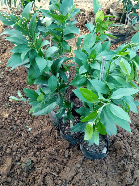 Yediveren Limon (Tüplü)