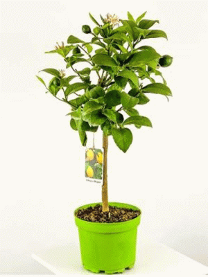 Hakiki Bodur Limon Ağacı (Citrus)