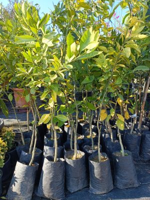 Mandalina (Rize Satsuma)
